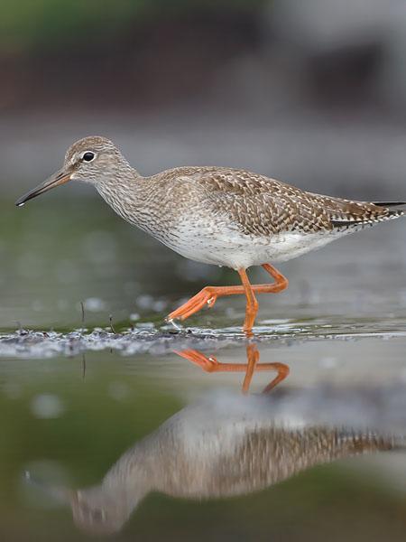 Punajalkaviklo, Common Redshank, Tringa totanus